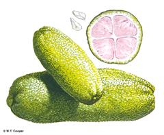 سیتروس گارووای